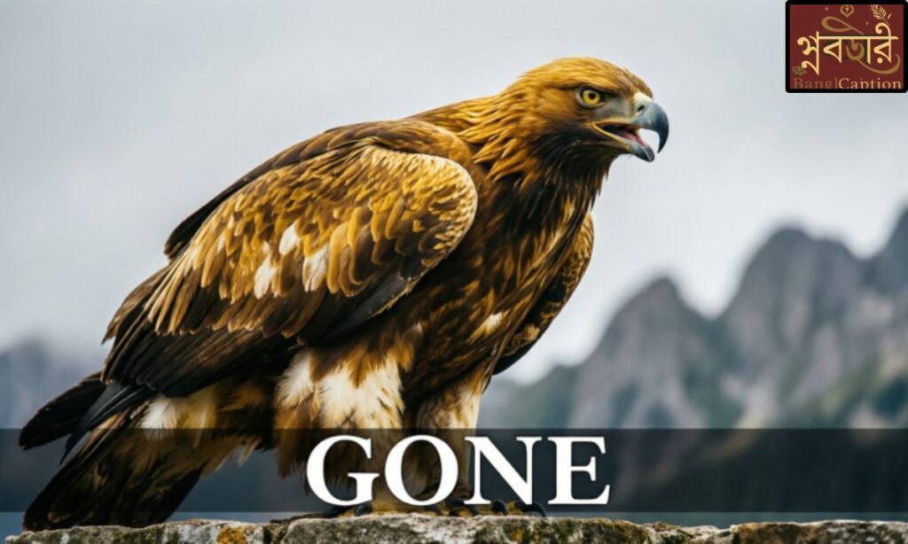 গোনের গায়ে হলুদ নিয়ে ইংরেজি ক্যাপশন